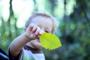 Child looking at a leaf in the woods